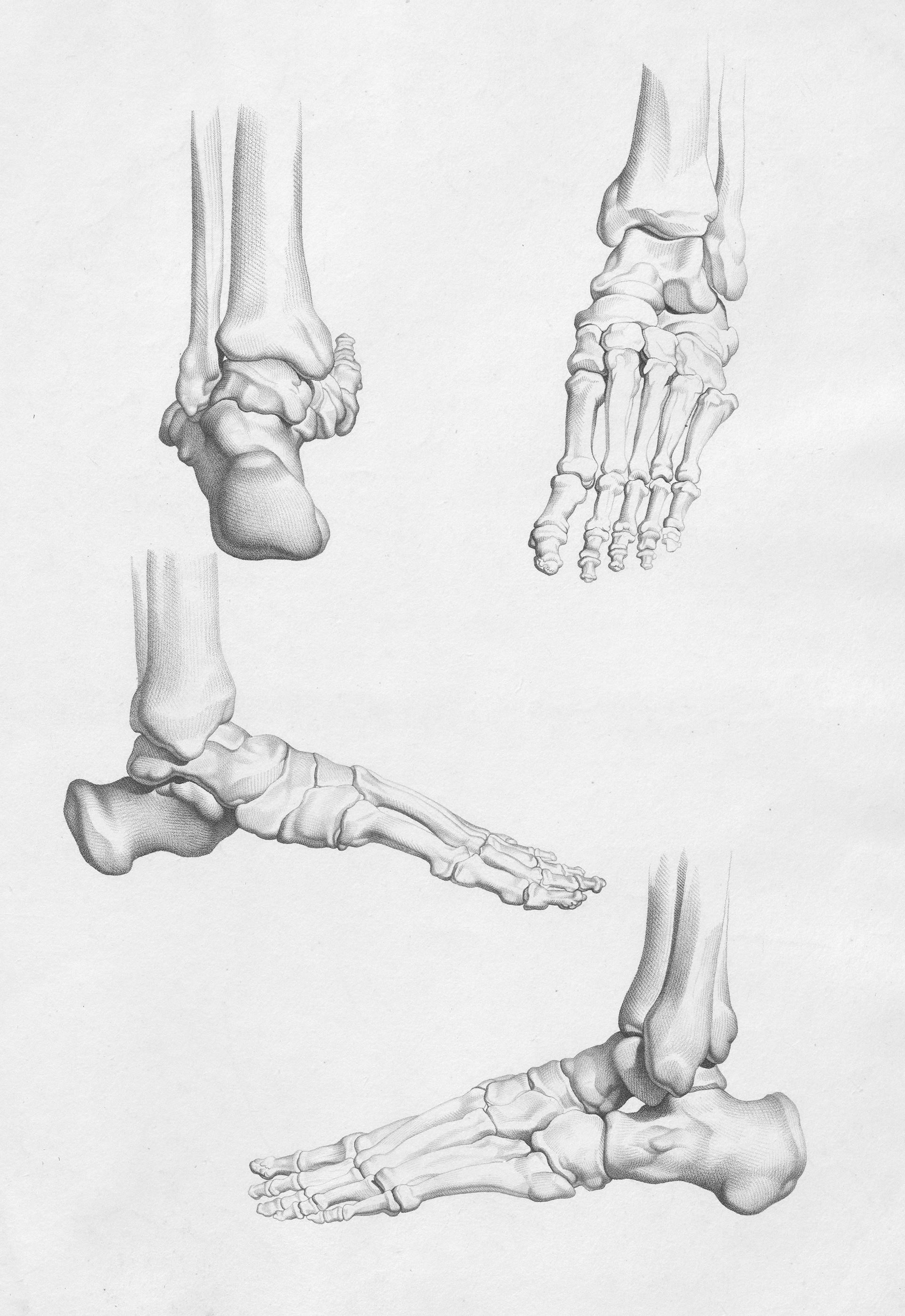 bones